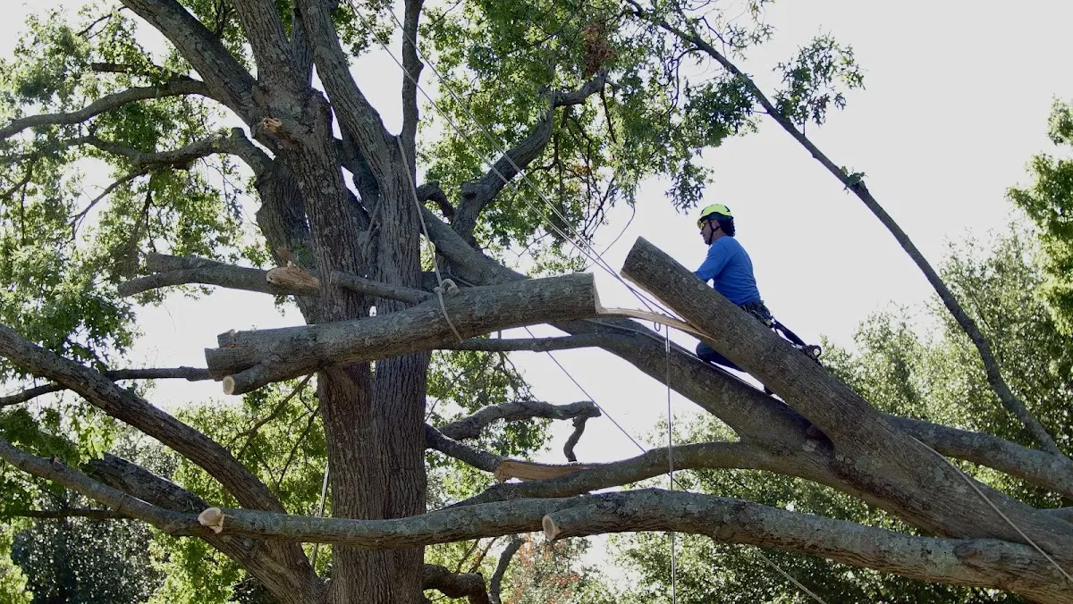 Professional Hazardous Tree Removal performed by certified arborists in Jefferson